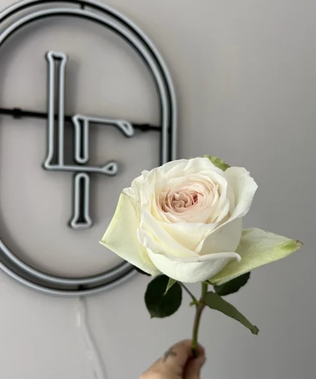 Single White O’Hara rose with delicately ruffled petals and a pale pink center, held in front of the Lu La Fleur logo wall