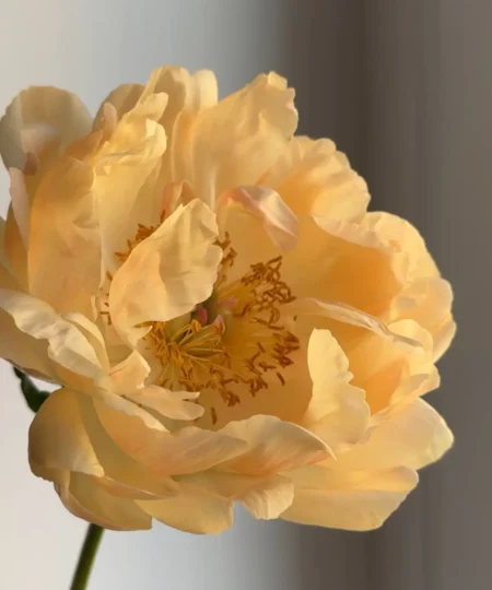 Close-up of a Coral Charm peony flower in warm natural light