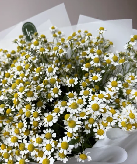 Close-up of the daisy bouquet - small white flowers with yellow centers, full of summer charm